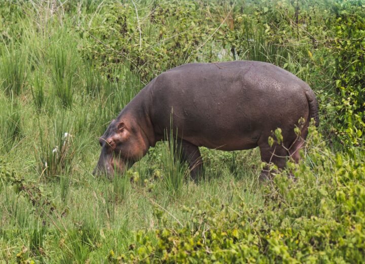 Murchison Falls Safari Planning Guide