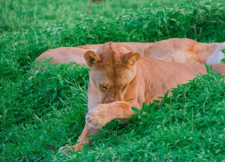 Nyerere National Park
