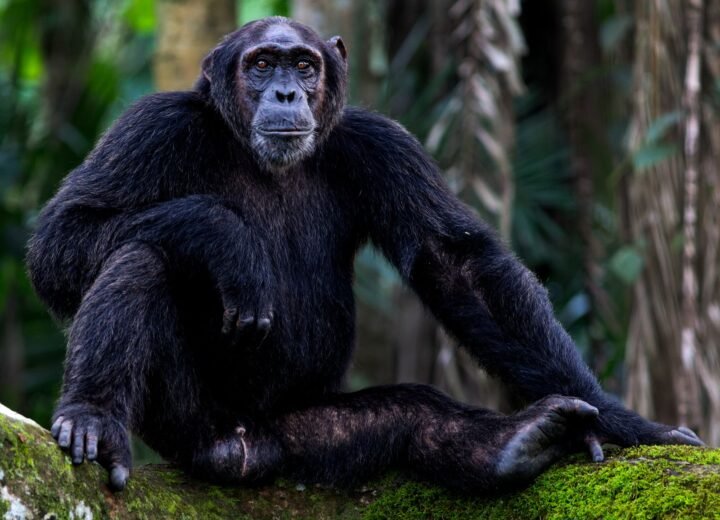 Nyungwe Forest National Park