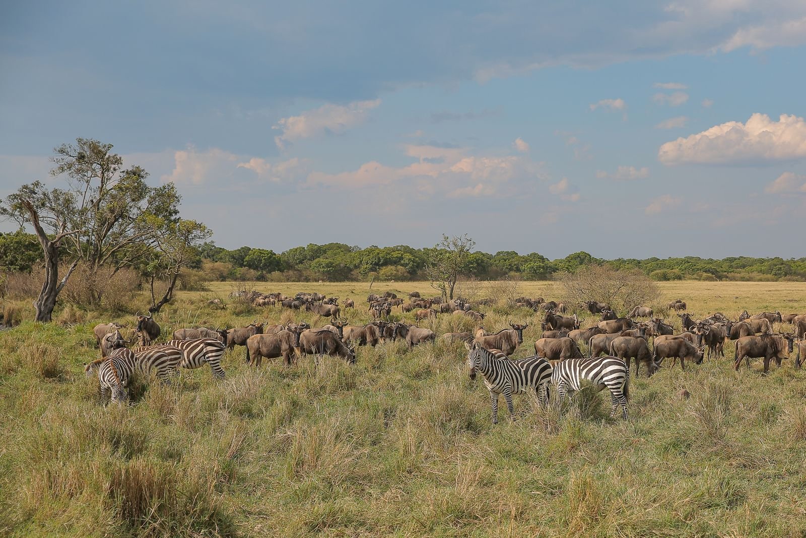 Elephant calf on the Tanzanian savannah