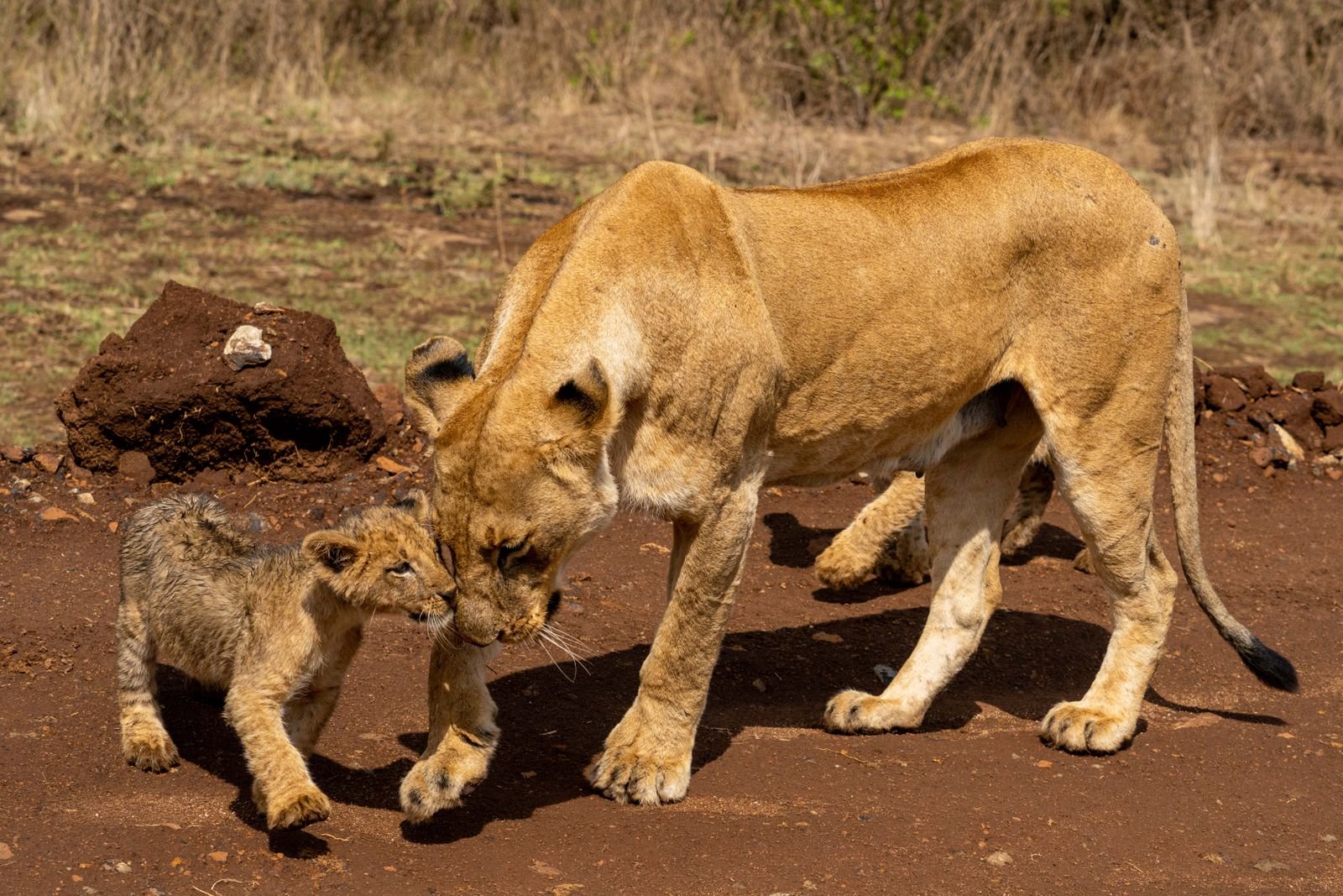 Lion on the Maasai Mara plains