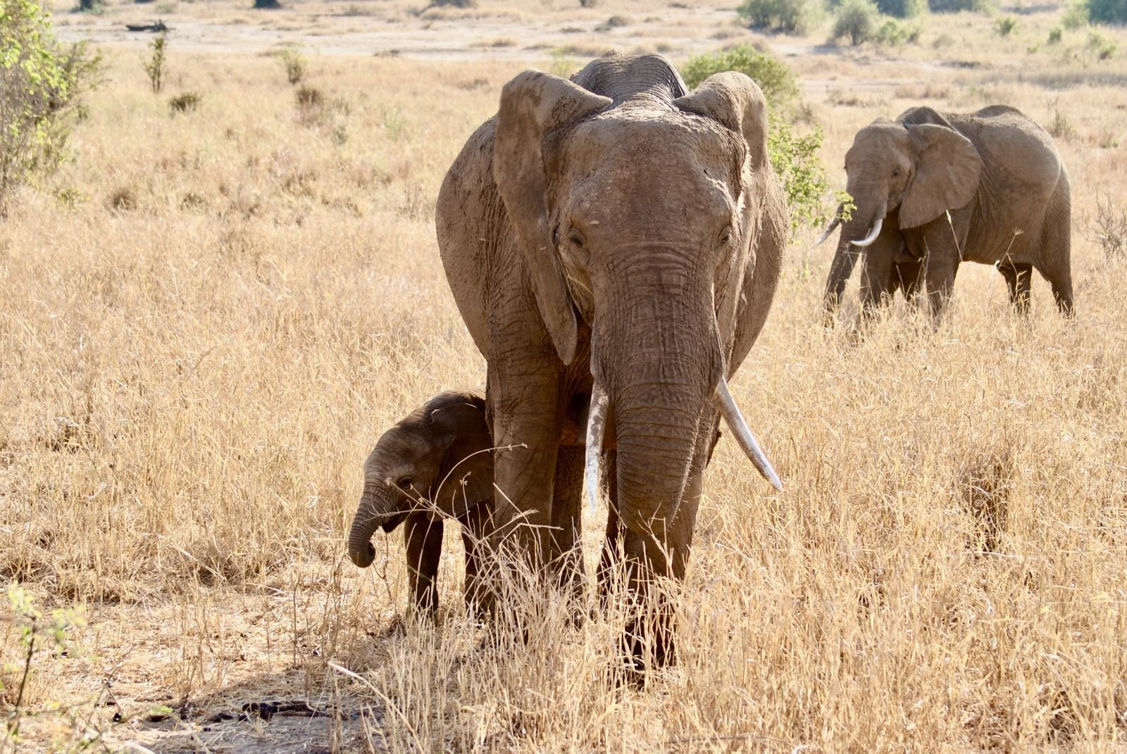 Serengeti acacia landscape