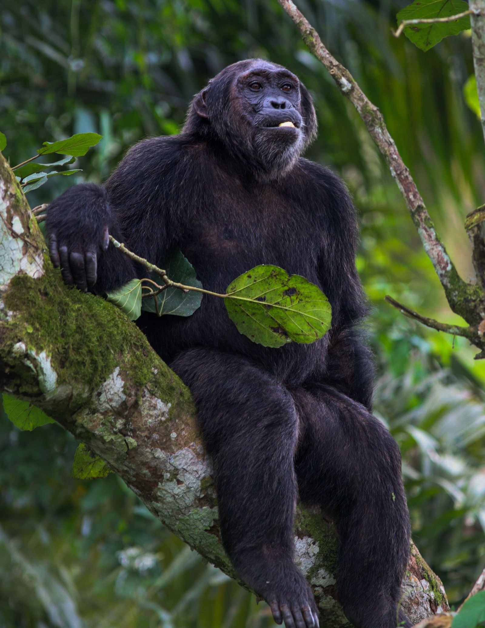 Chimpanzee in a tree