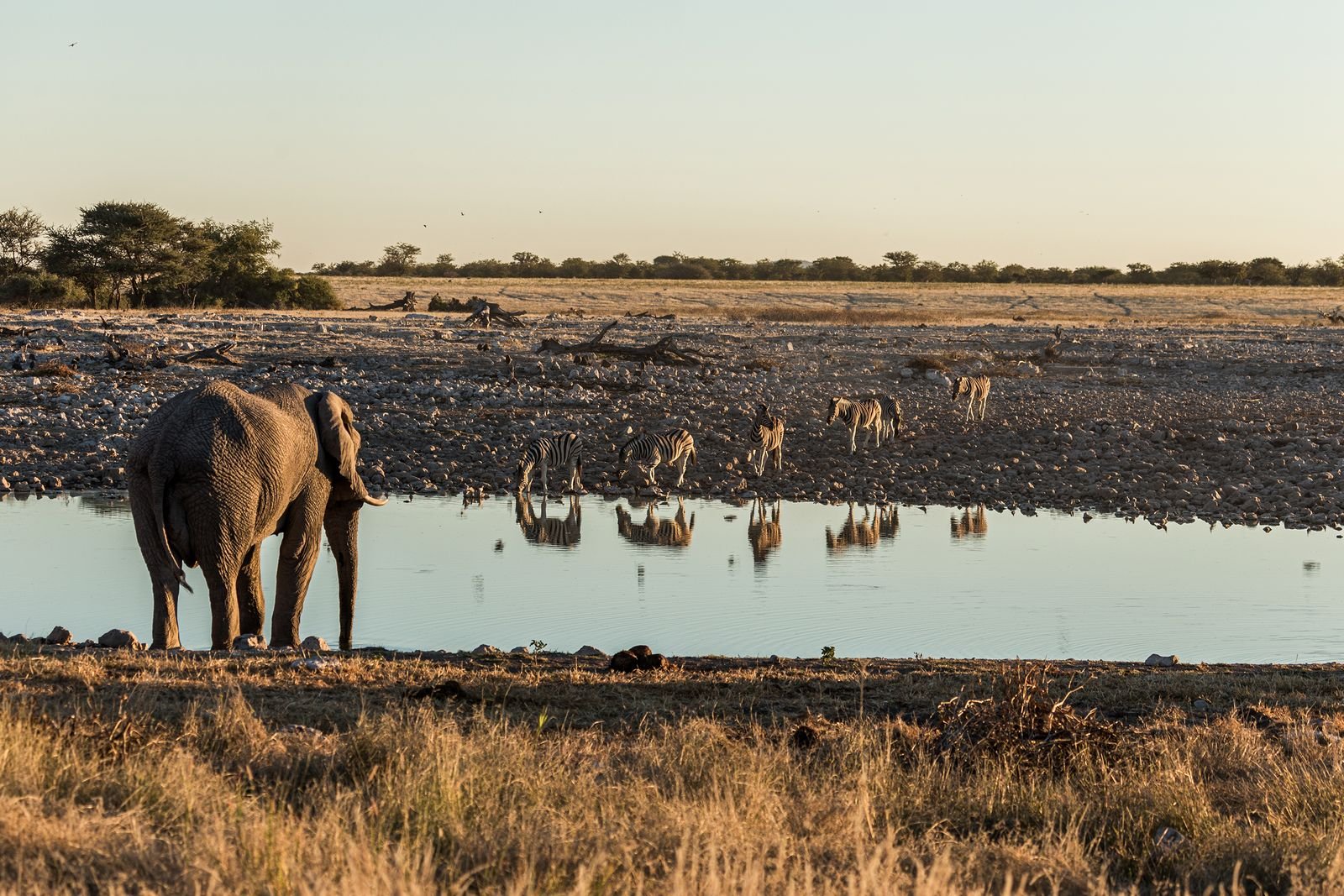 African elephant and zebras gathered at a savannah watering place