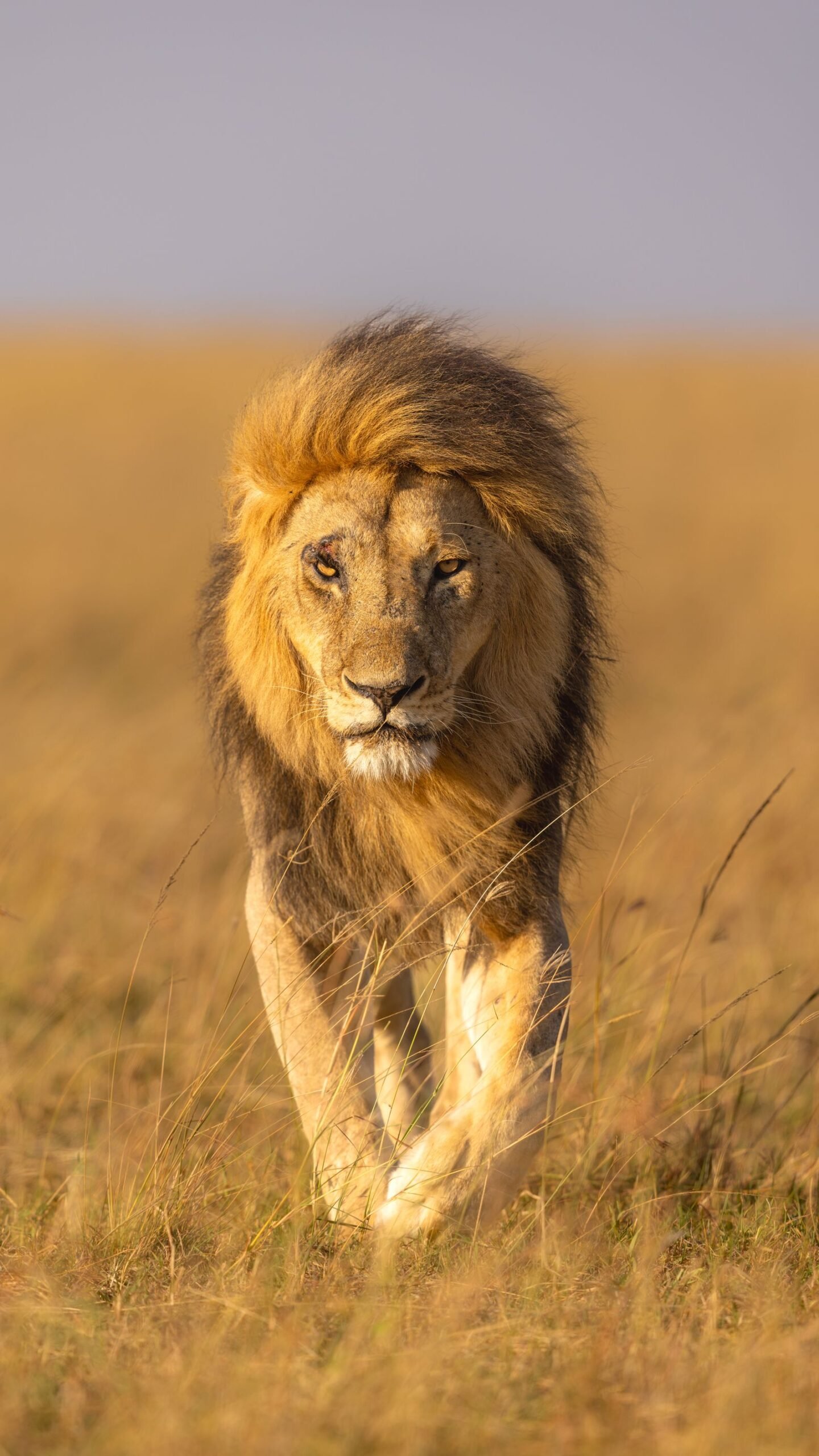 Lioness beside a safari vehicle in Kenya’s Maasai Mara