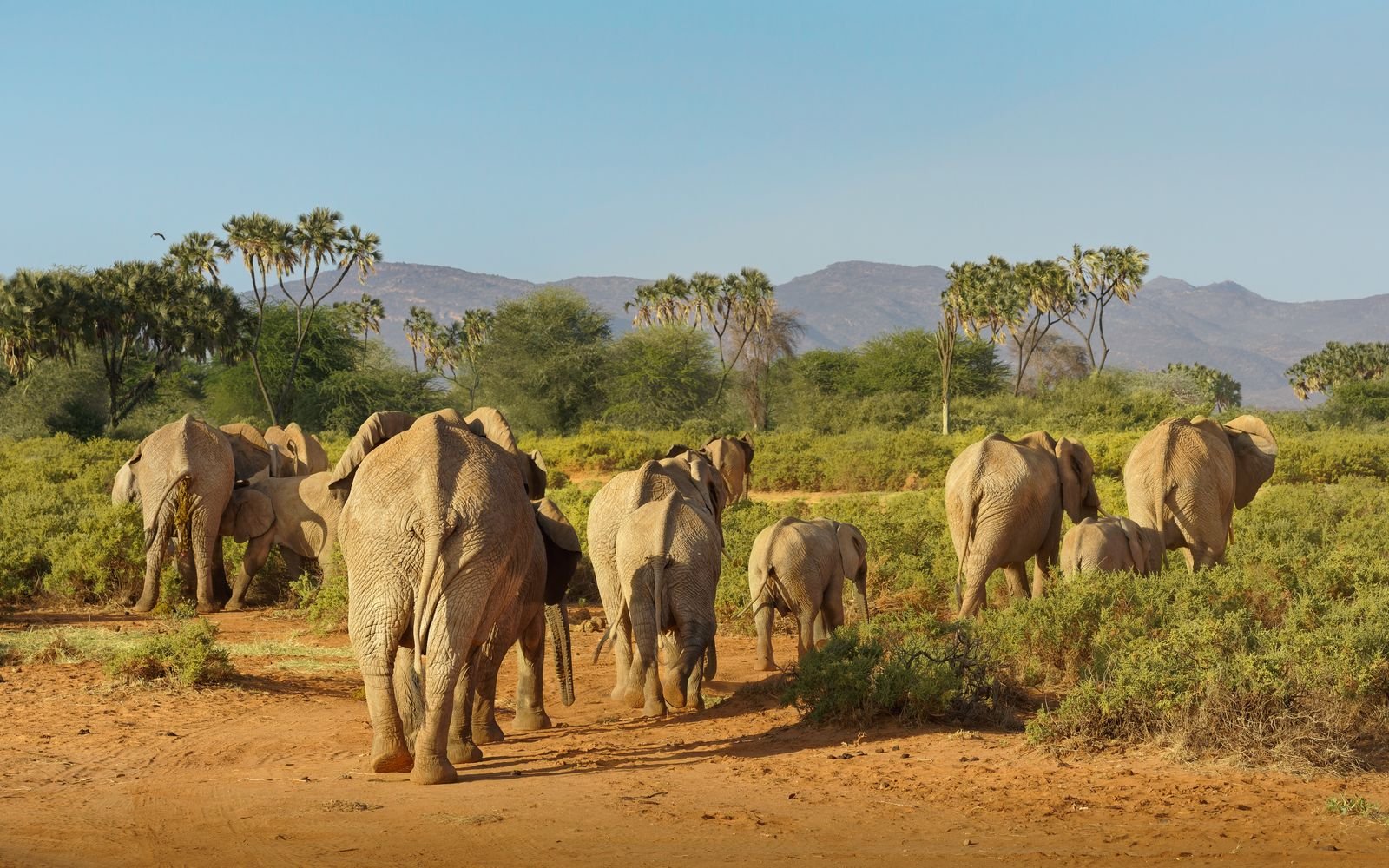 Elephants and zebras beside a watering hole at sunset