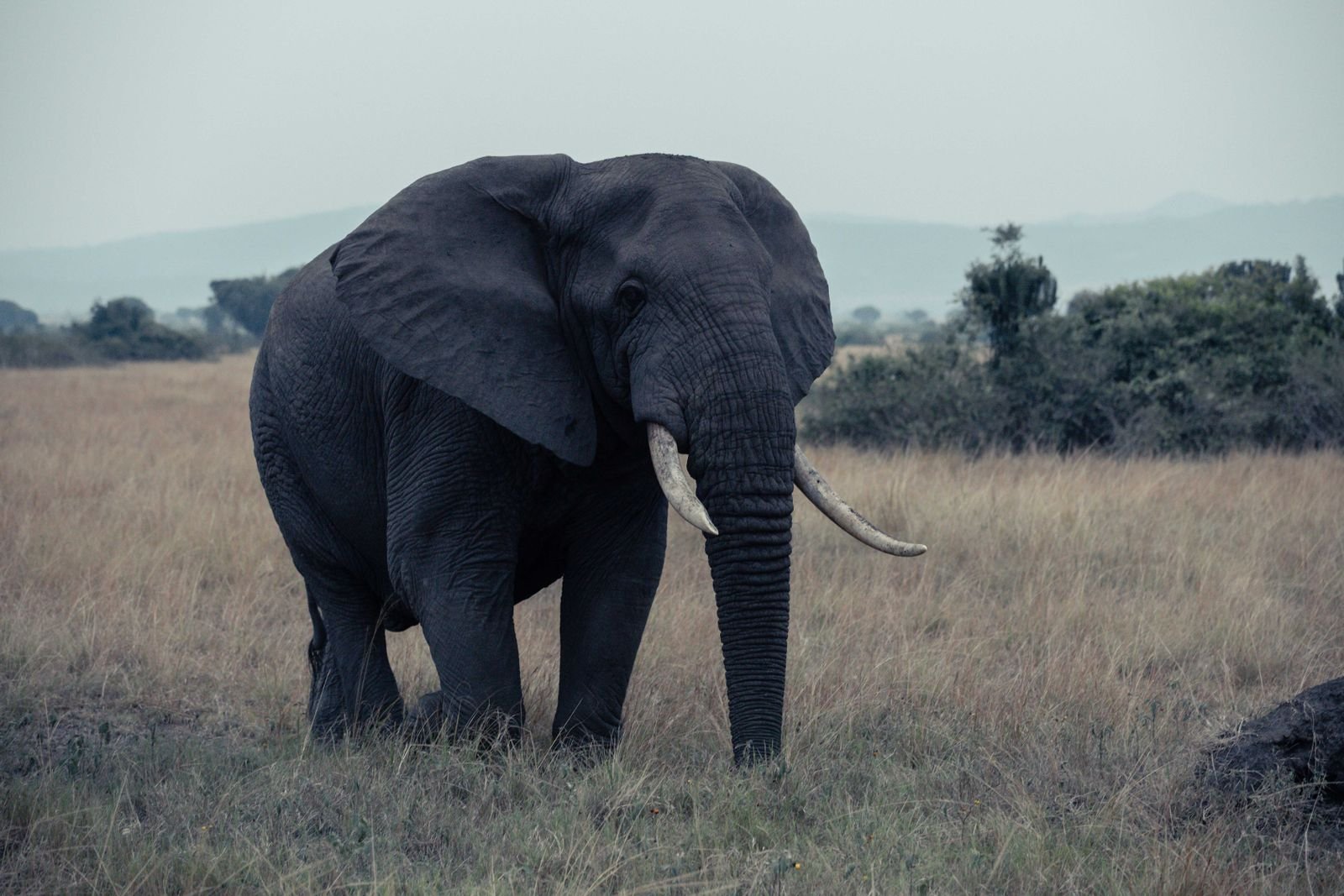 African elephant in Queen Elizabeth National Park, Uganda