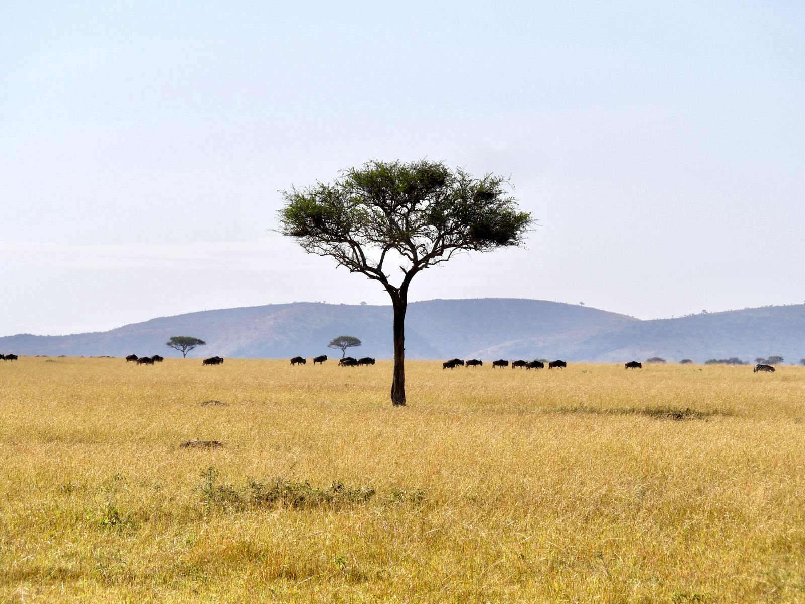 African elephant herd roaming Tanzania’s savannah
