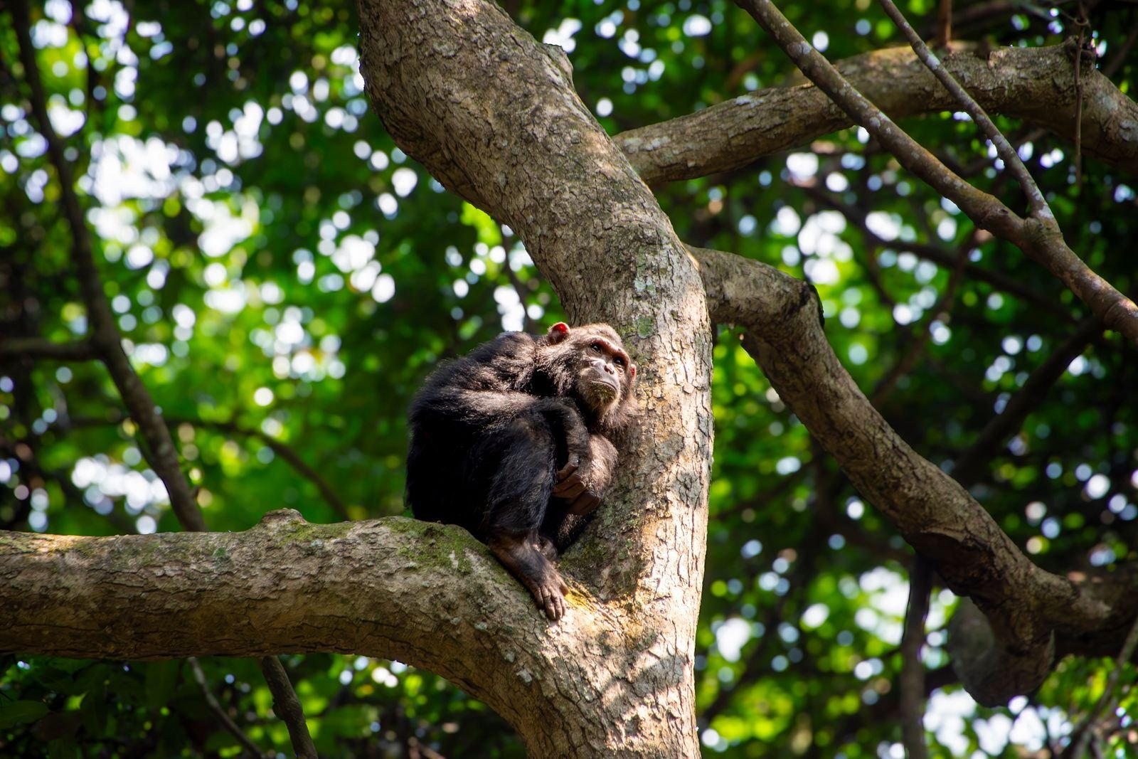 Chimpanzee climbing a tree