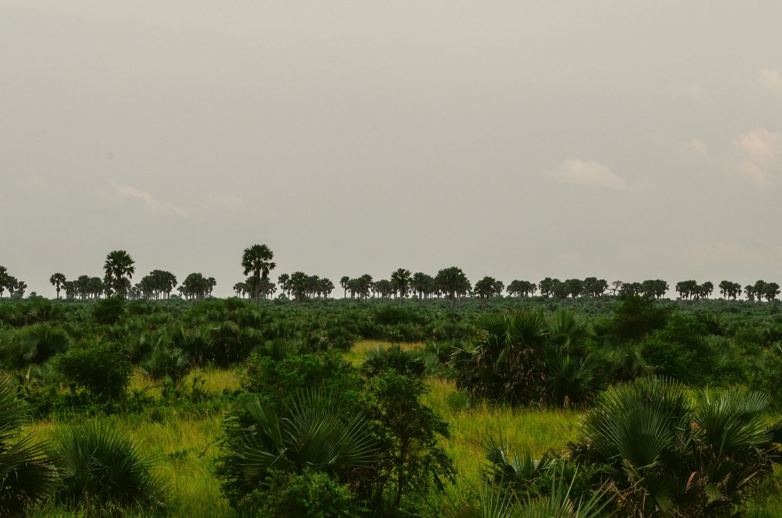 Savannah landscape in Murchison Falls National Park, Uganda