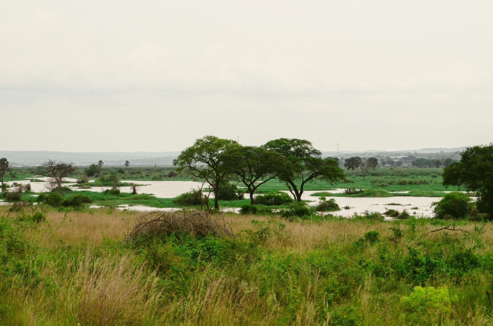 Waterbucks in Queen Elizabeth National Park, Uganda