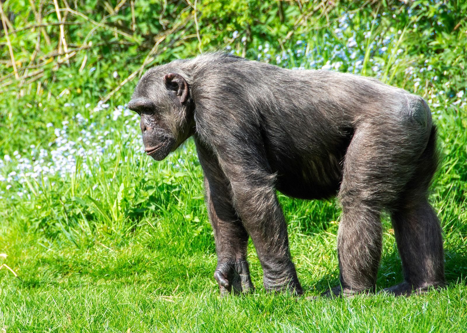 Chimpanzee in forest habitat