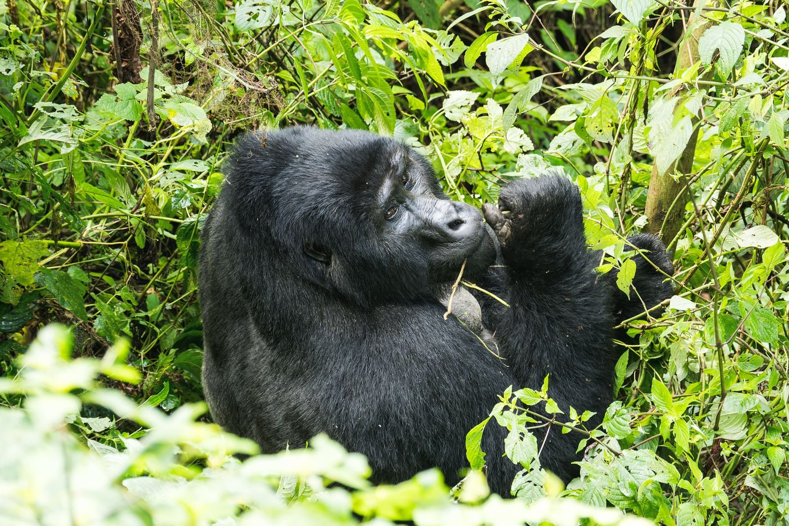 Mountain gorilla in Kinigi, Rwanda