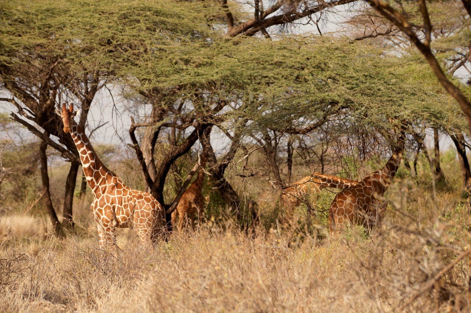 Highland landscape in Aberdare National Park, Kenya