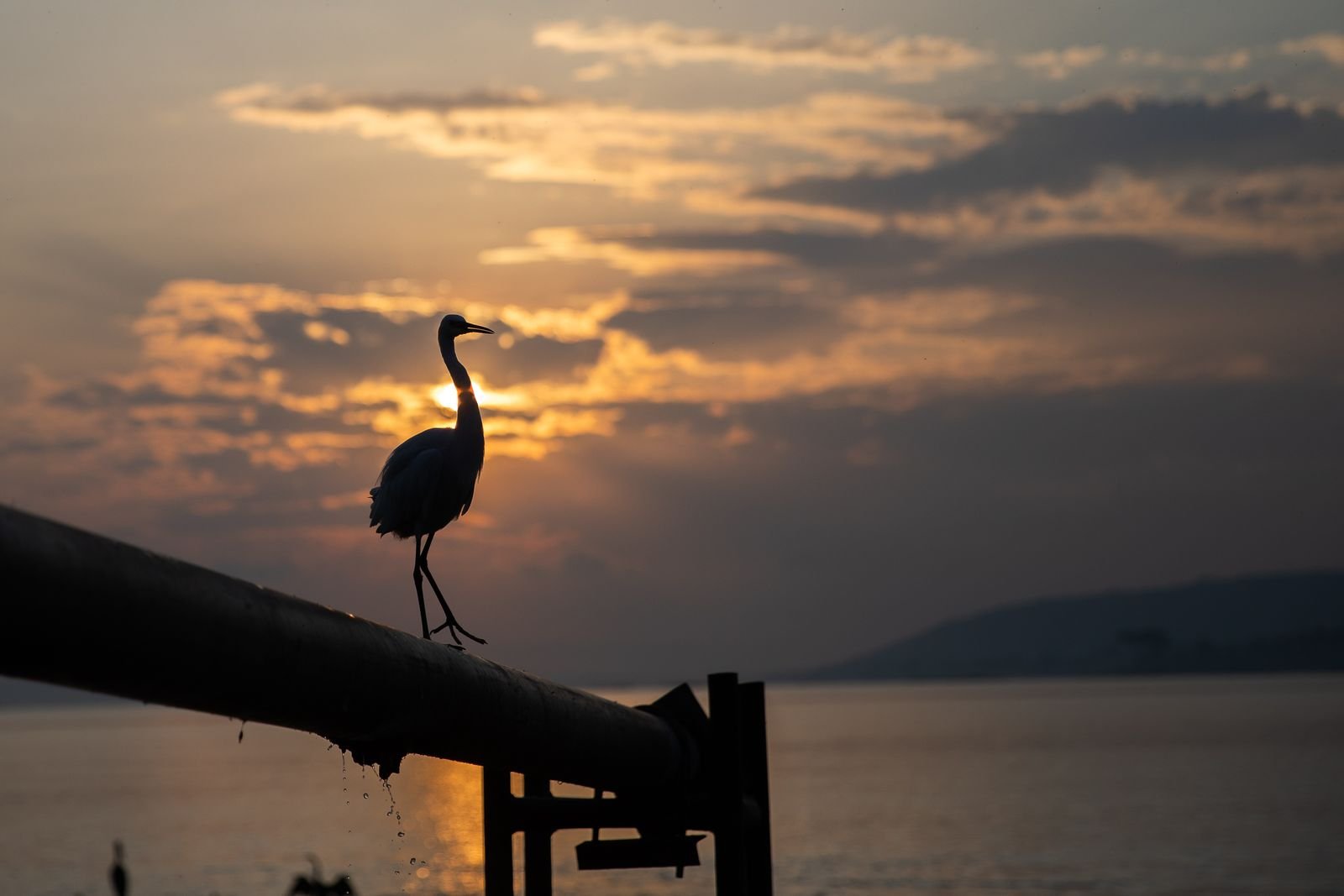 Heron at sunset in Jinja, Uganda