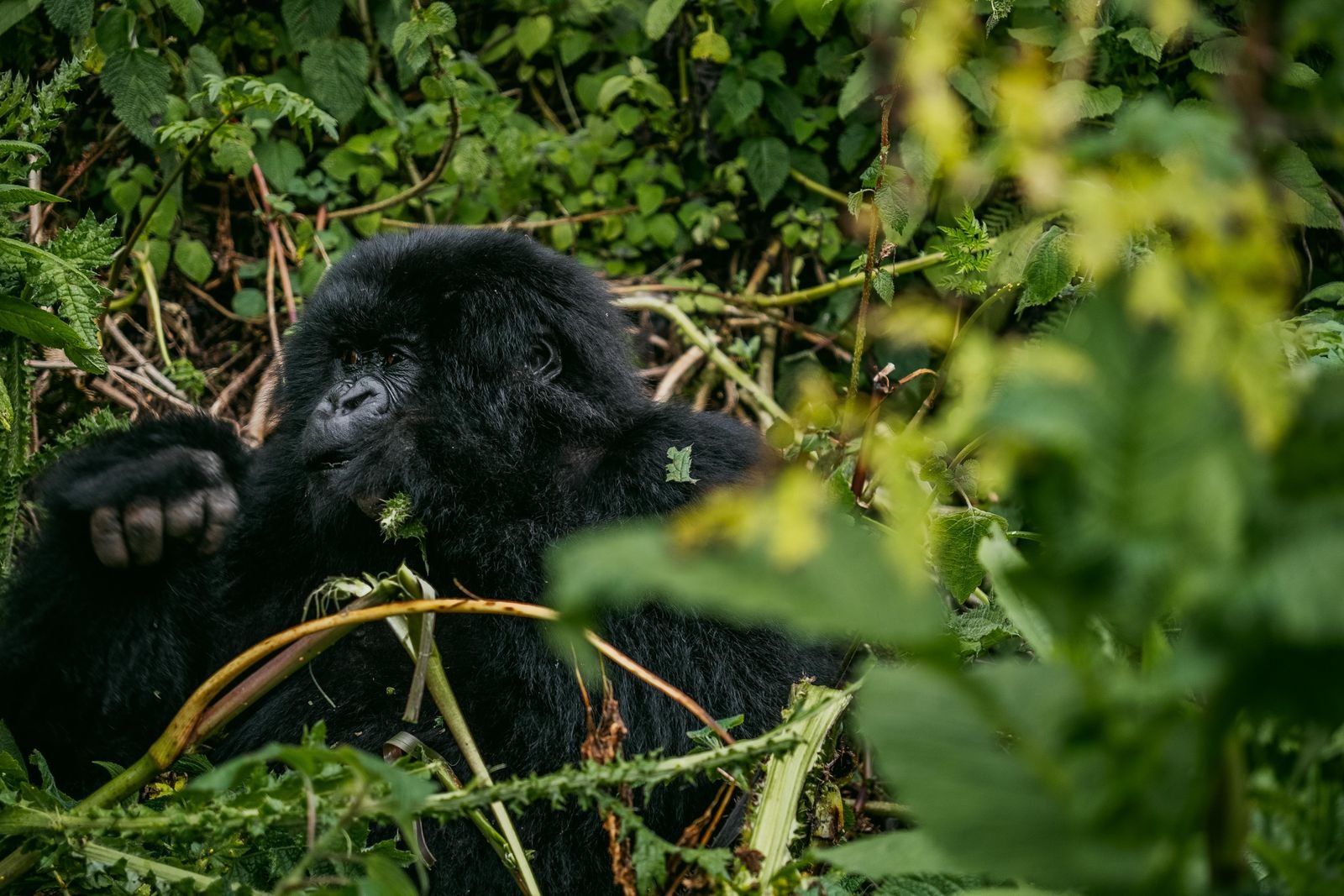 Mountain gorilla resting in lush montane forest