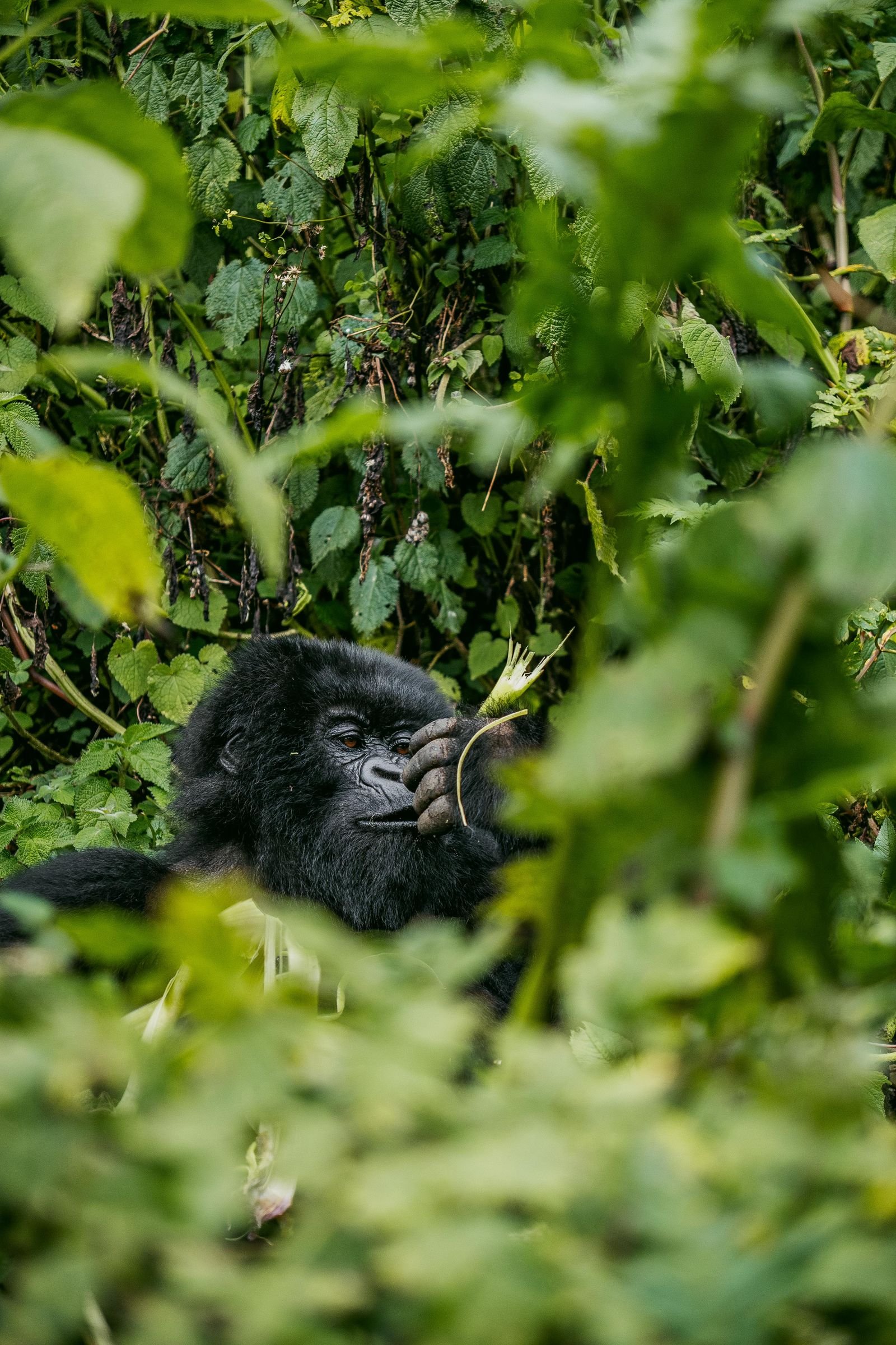 Mountain gorilla resting in Bwindi Impenetrable Forest