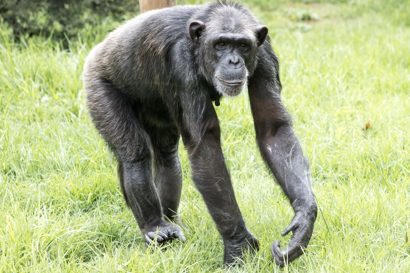 Chimpanzee moving through green grass in a natural setting