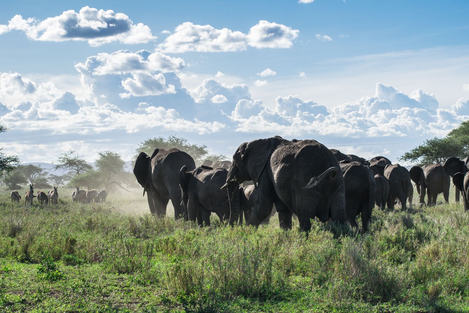 Serengeti plains and acacia landscape in Tanzania