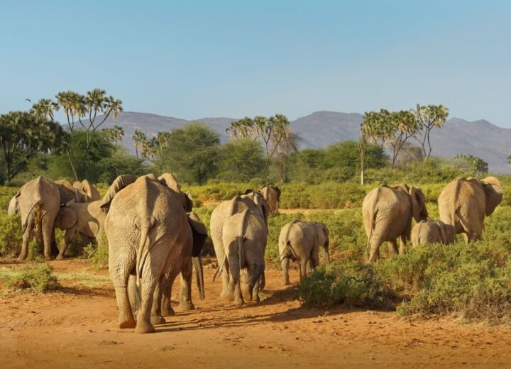 Samburu National Reserve
