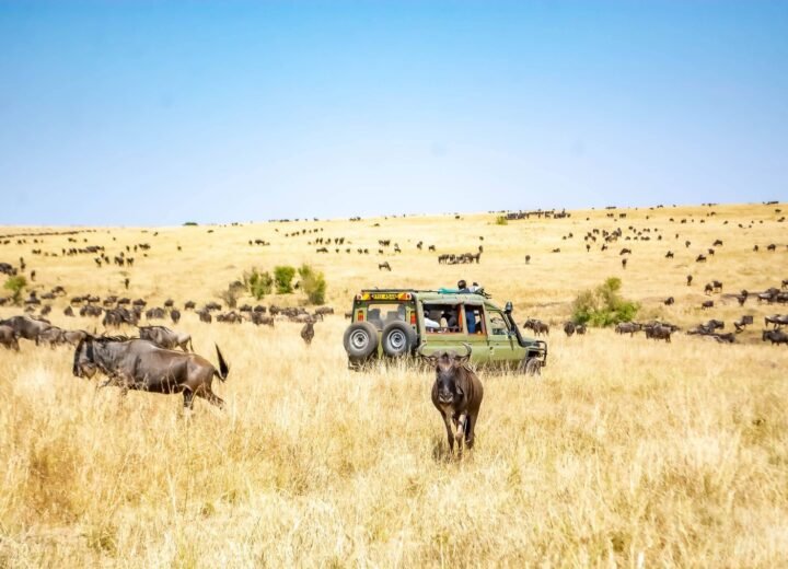 Serengeti or Maasai Mara: How to Choose