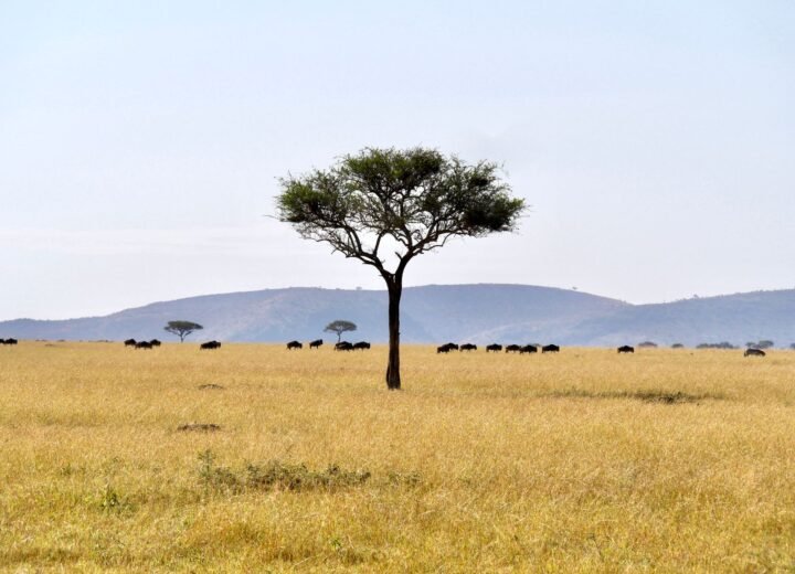 Tanzania