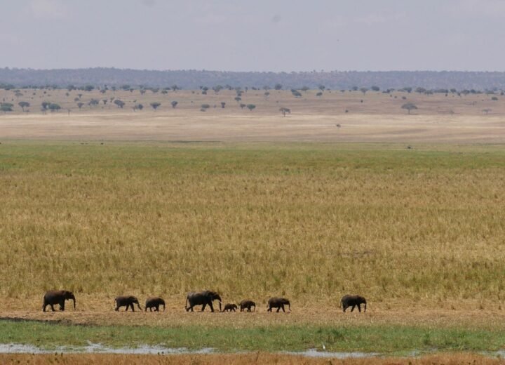 Tarangire National Park