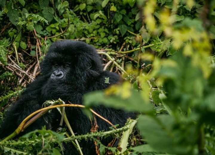 Complete Uganda Gorilla Trekking Guide