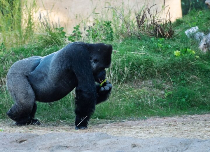 Gorilla Trekking in Uganda or Rwanda?