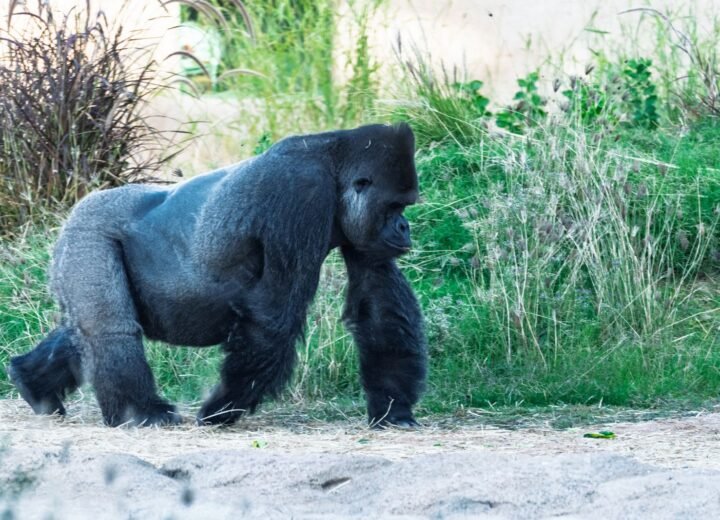 When to Book Gorilla Permits and Safari Camps